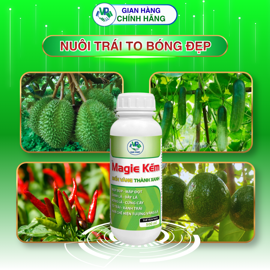 Nuôi trái to bóng đẹp