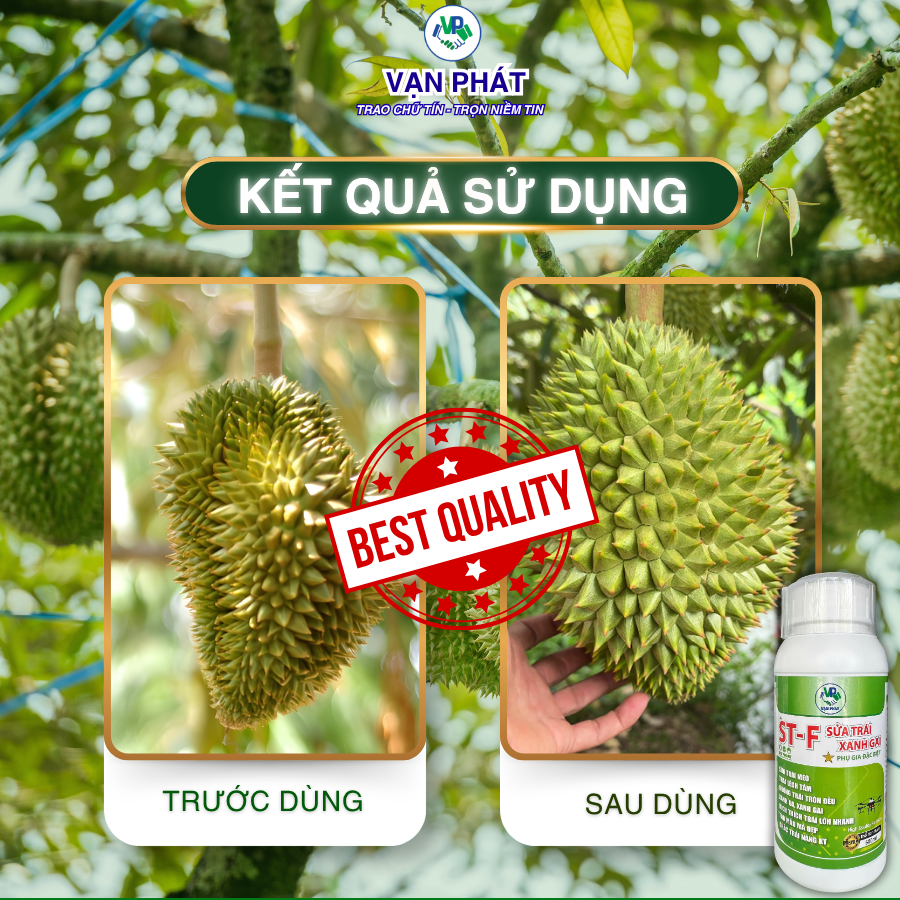 sầu riêng nở hộc, gai nhím, xanh da xanh gai