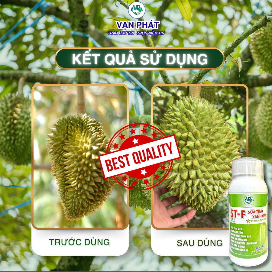 ST-F sửa trái xanh gai
